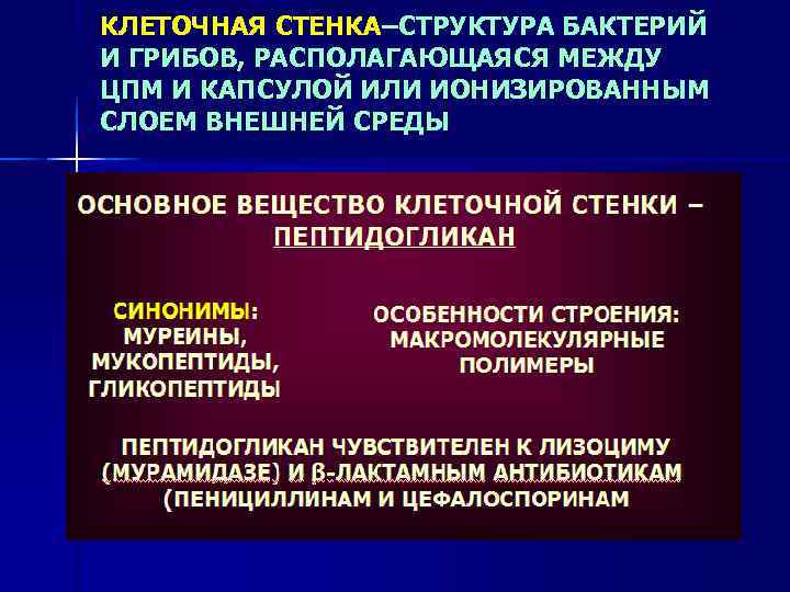 КЛЕТОЧНАЯ СТЕНКА–СТРУКТУРА БАКТЕРИЙ И ГРИБОВ, РАСПОЛАГАЮЩАЯСЯ МЕЖДУ ЦПМ И КАПСУЛОЙ ИЛИ ИОНИЗИРОВАННЫМ СЛОЕМ ВНЕШНЕЙ