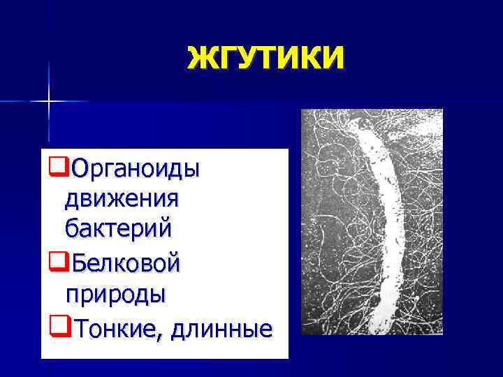    ЖГУТИКИ  q. Органоиды  движения  бактерий q. Белковой 