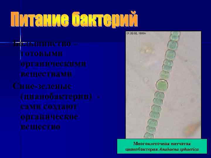Большинство – готовыми органическими веществами Сине-зеленые (цианобактерии) - сами создают органическое вещество  