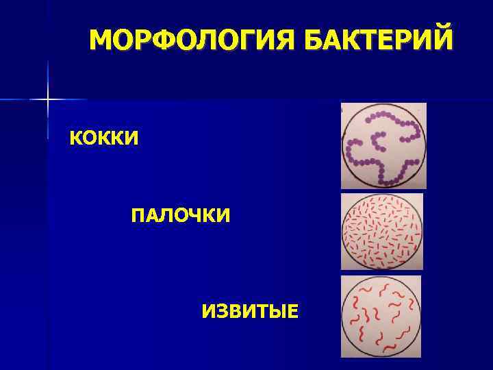 Морфология бактерий. Морфология бактерий кокки. Морфологические типы микроорганизмов кокки палочки извитые.