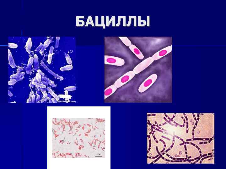БАЦИЛЛЫ 