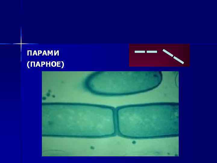 ПАРАМИ (ПАРНОЕ) 