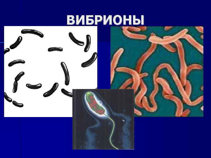 ВИБРИОНЫ 