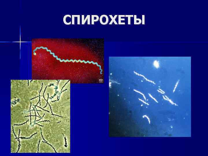СПИРОХЕТЫ 
