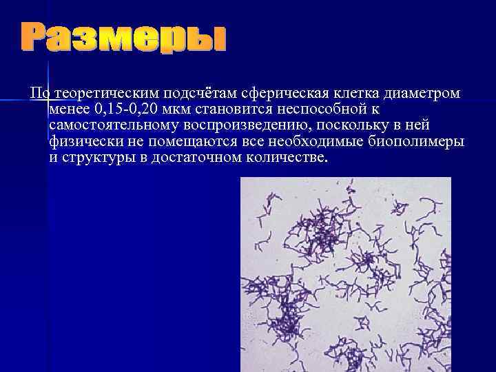 По теоретическим подсчётам сферическая клетка диаметром  менее 0, 15 -0, 20 мкм становится