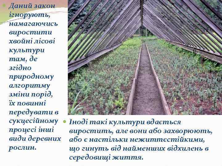  Даний закон  ігнорують,  намагаючись  виростити  хвойні лісові  культури