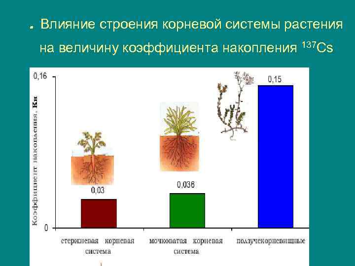 Влияние структуры. Накопление радионуклидов в растениях. Поступление радионуклидов в растения. Накопление радионуклидов в почвах и растениях. Какие растения накапливают радионуклиды.