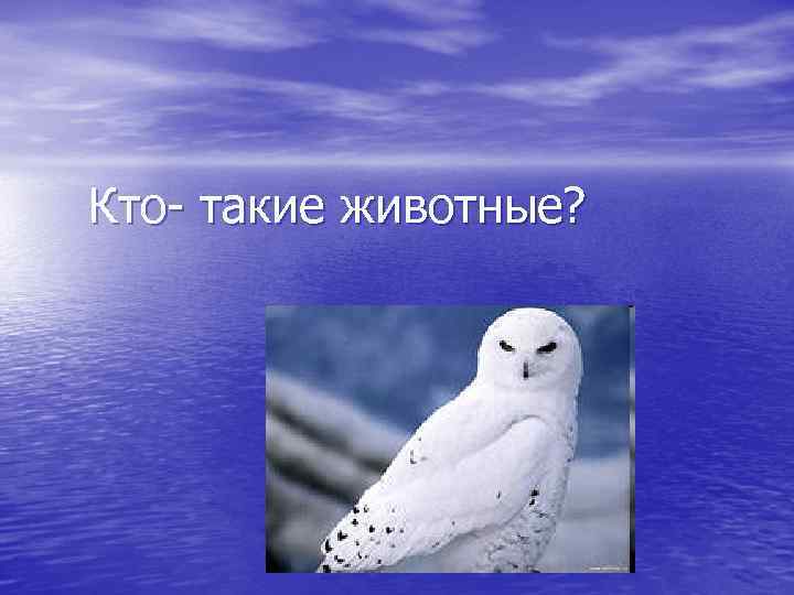 Кто- такие животные? 