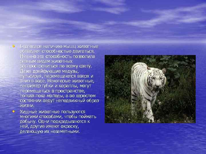  • Благодаря наличию мышц животные обладают способностью двигаться. Именно эта способность позволила разным