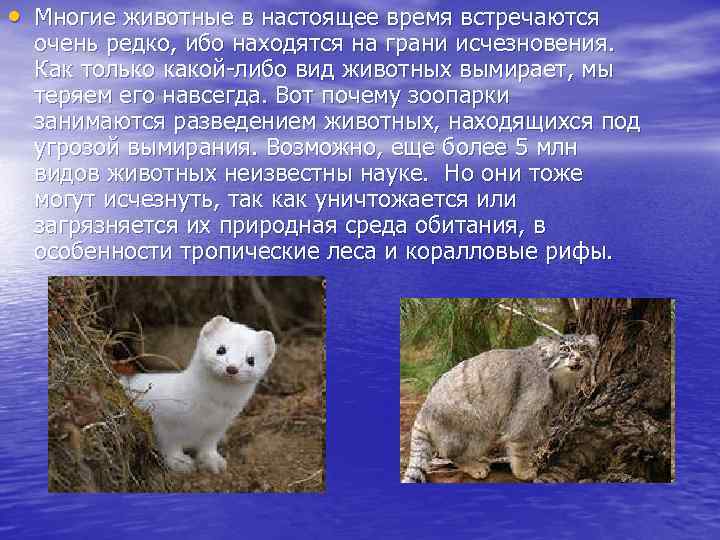  • Многие животные в настоящее время встречаются  очень редко, ибо находятся на