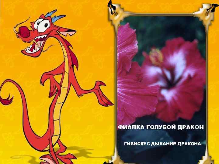 ГЛАДИОЛУС ШОКОЛАДНЫЙ ДРАКОН ФИАЛКА ГОЛУБОЙДРАКОН ГИБИСКУС ДЫХАНИЕ ДРАКОНА ФЛОКС ДРАКОН 