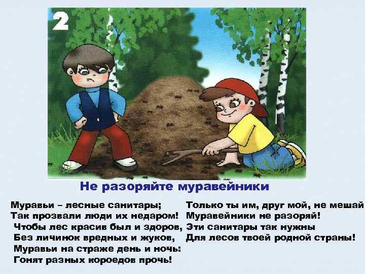   Не разоряйте муравейники Муравьи – лесные санитары;  Только ты им, друг