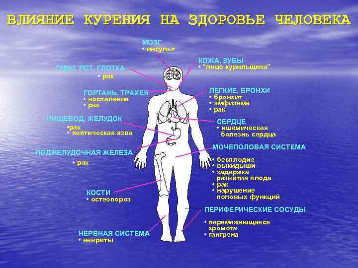 ВЛИЯНИЕ КУРЕНИЯ НА ЗДОРОВЬЕ ЧЕЛОВЕКА     МОЗГ    