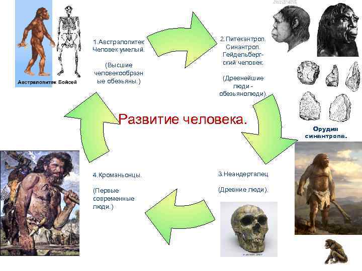 1. Австралопитек 2. Питекантроп. Человек умелый.   Синантроп.    Гейдельберг- 