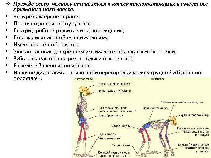 v Прежде всего, человек относиться к классу млекопитающих и имеет все  признаки этого