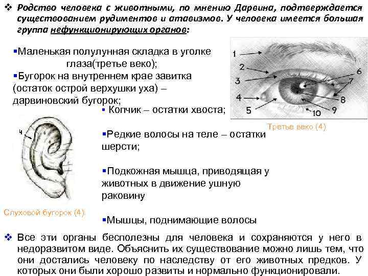 v Родство человека с животными, по мнению Дарвина, подтверждается  существованием рудиментов и атавизмов.