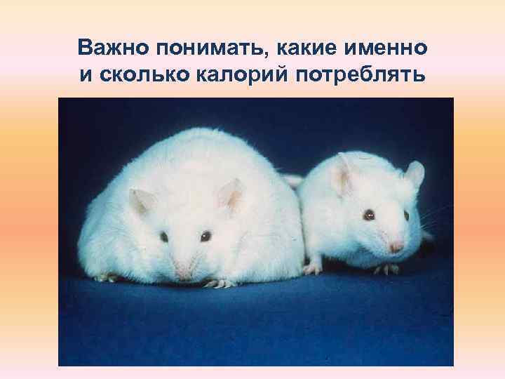 Важно понимать, какие именно и сколько калорий потреблять 