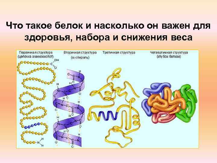 Что такое белок и насколько он важен для  здоровья, набора и снижения веса