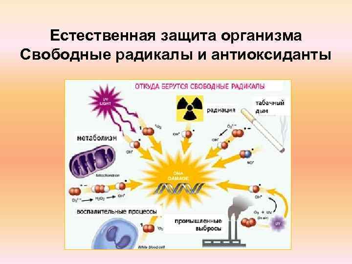 Свободные радикалы. Защита организма от свободных радикалов. Свободные радикалы и антиоксиданты. Свободные радикалы и антиоксиданты в организме. Влияние свободных радикалов на организм человека.