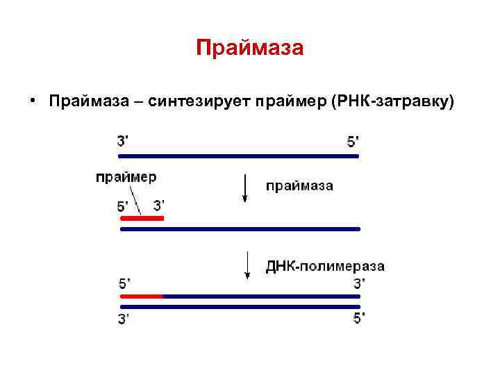    Праймаза  • Праймаза – синтезирует праймер (РНК-затравку) 