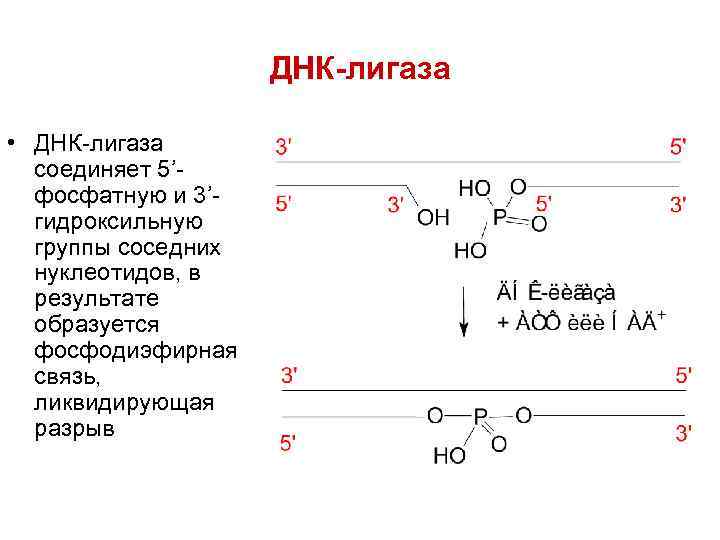     ДНК-лигаза  • ДНК-лигаза  соединяет 5’-  фосфатную и