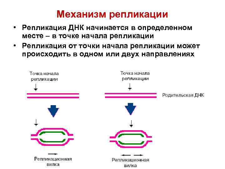 Репликация днк стехиометрия процесса условия синтеза днк ферменты схема репликации