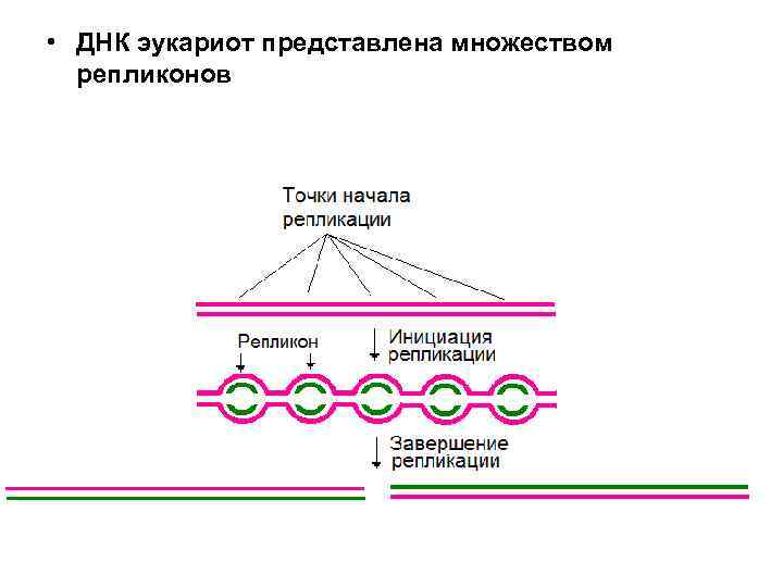  • ДНК эукариот представлена множеством  репликонов 