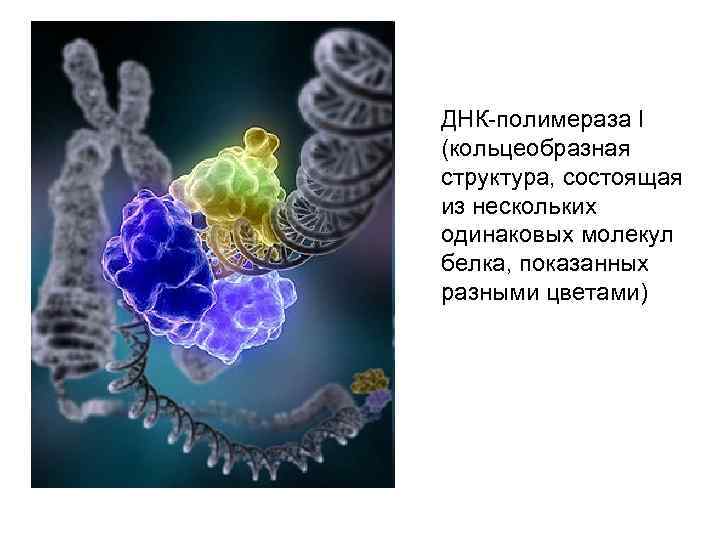 Презентация о днк