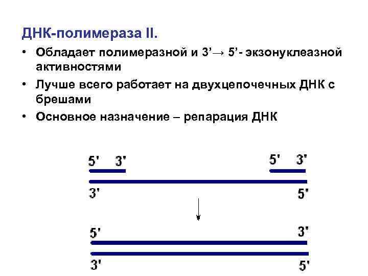 ДНК-полимераза II.  • Обладает полимеразной и 3’→ 5’- экзонуклеазной  активностями • Лучше
