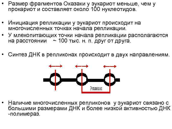  • Размер фрагментов Оказаки у эукариот меньше, чем у  прокариот и составляет