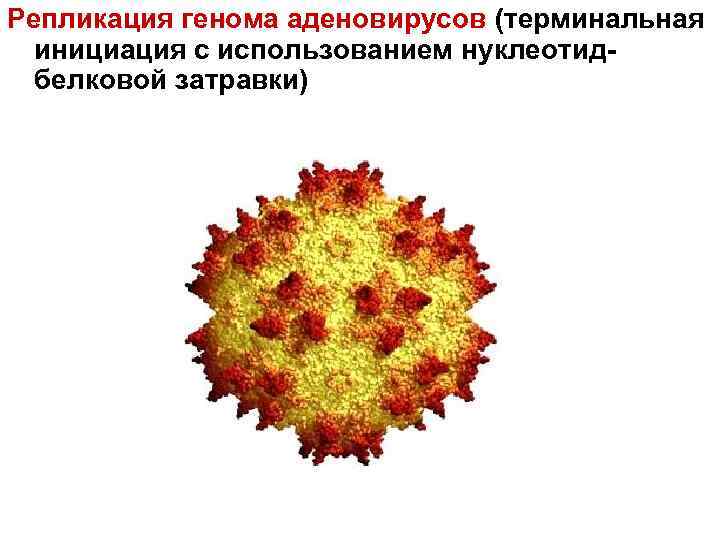 Репликация генома аденовирусов (терминальная  инициация с использованием нуклеотид-  белковой затравки) 