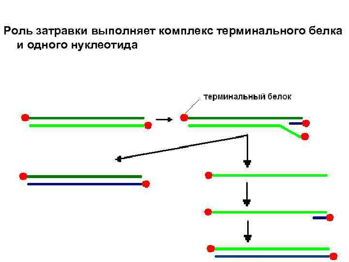 Роль затравки выполняет комплекс терминального белка  и одного нуклеотида 