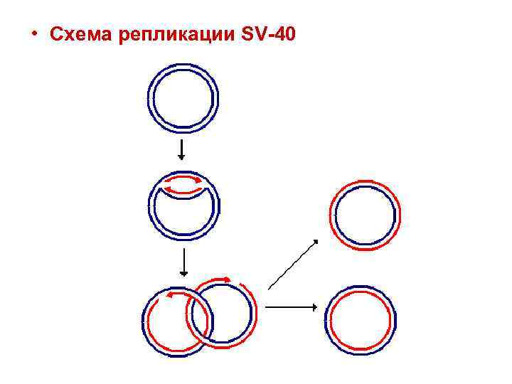  • Схема репликации SV-40 