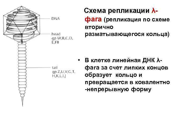  Схема репликации λ- фага (репликация по схеме  вторично  разматывающегося кольца) •