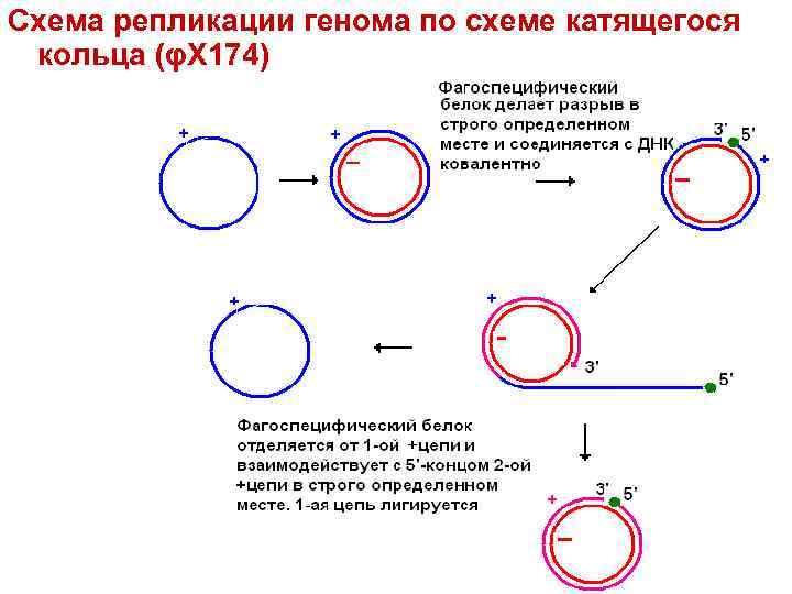 Схема репликации генома по схеме катящегося кольца (φX 174) 