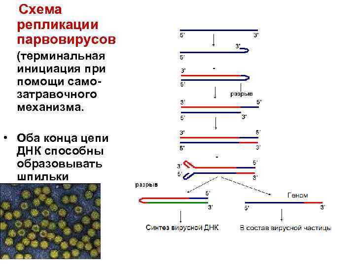 Репликация днк стехиометрия процесса условия синтеза днк ферменты схема репликации