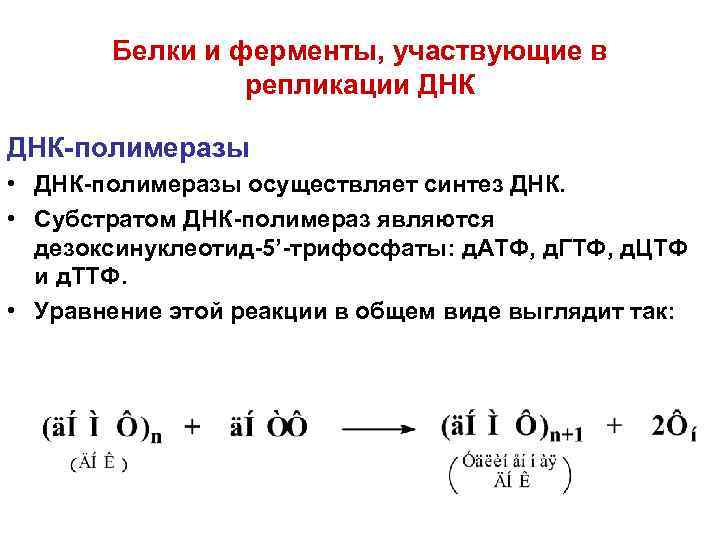   Белки и ферменты, участвующие в   репликации ДНК-полимеразы • ДНК-полимеразы осуществляет