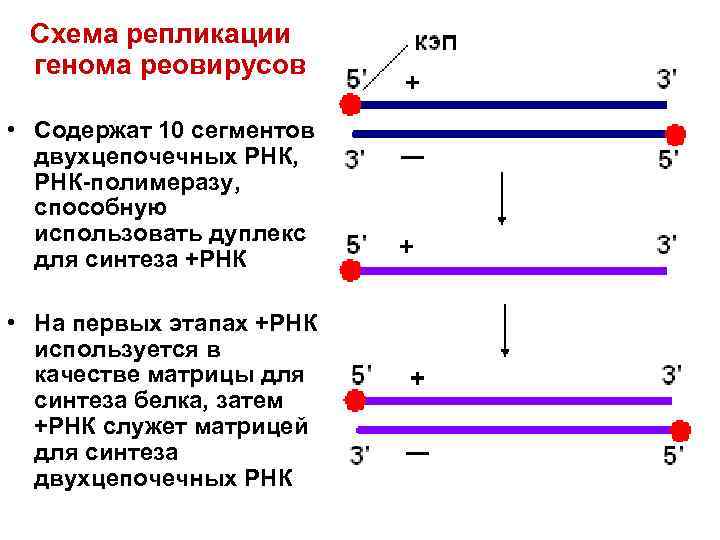  Схема репликации генома реовирусов  • Содержат 10 сегментов  двухцепочечных РНК, 