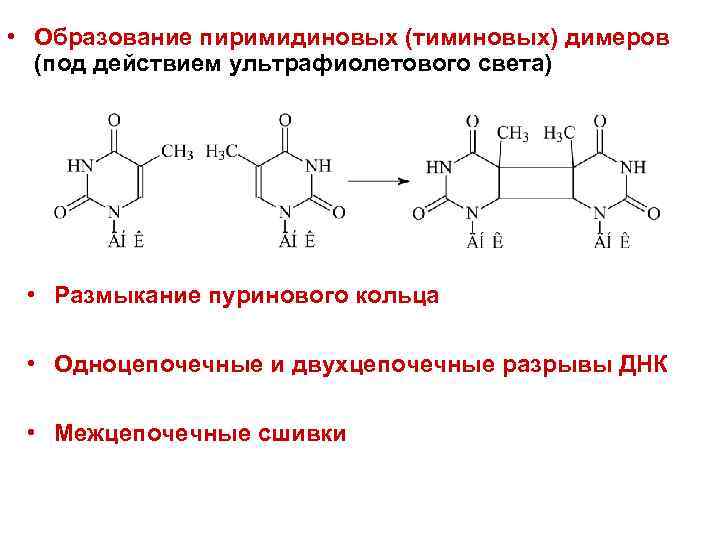  • Образование пиримидиновых (тиминовых) димеров  (под действием ультрафиолетового света)  • Размыкание