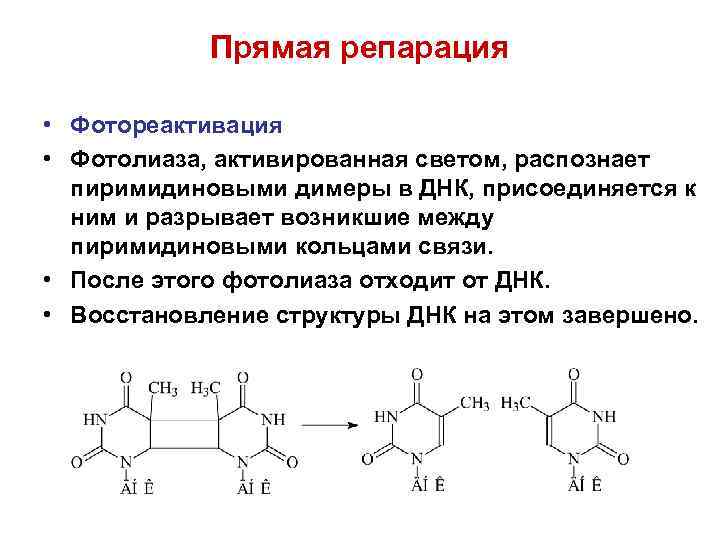 Репарация днк презентация