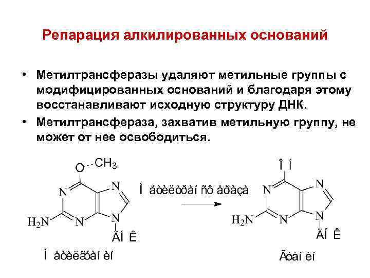  Репарация алкилированных оснований  • Метилтрансферазы удаляют метильные группы с  модифицированных оснований