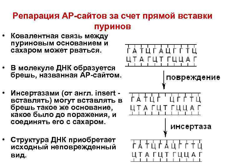 Репарация днк презентация