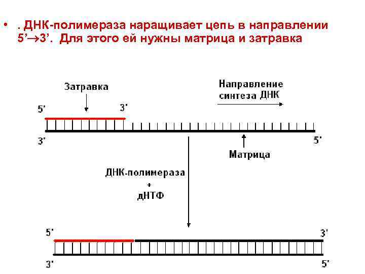  • . ДНК-полимераза наращивает цепь в направлении  5’ 3’. Для этого ей