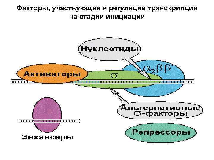 Факторы, участвующие в регуляции транскрипции   на стадии инициации 