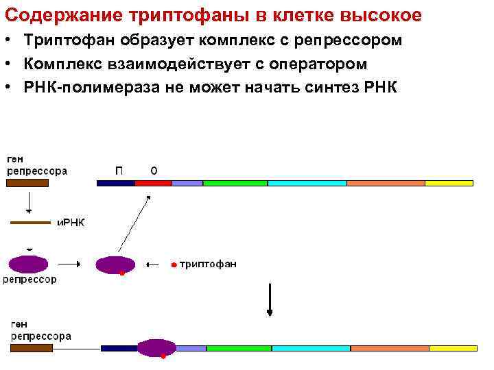 Содержание триптофаны в клетке высокое • Триптофан образует комплекс с репрессором • Комплекс взаимодействует