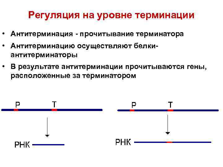  Регуляция на уровне терминации • Антитерминация - прочитывание терминатора • Антитерминацию осуществляют белки-