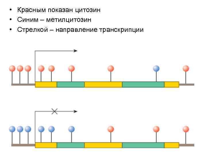  • Красным показан цитозин • Синим – метилцитозин • Стрелкой – направление транскрипции