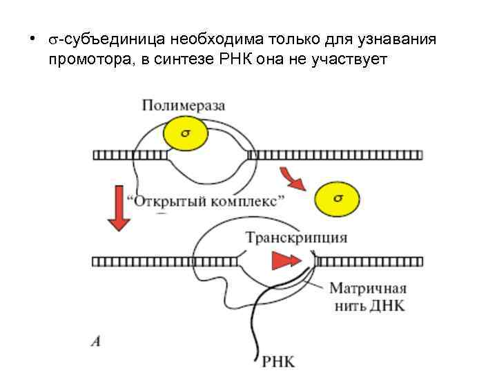  •  -субъединица необходима только для узнавания  промотора, в синтезе РНК она