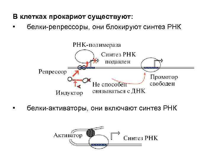 Схема регуляции синтеза белка у прокариот