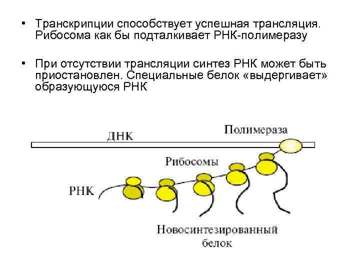  • Транскрипции способствует успешная трансляция. Рибосома как бы подталкивает РНК-полимеразу  • При
